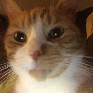 Meet your Posher, Carlina